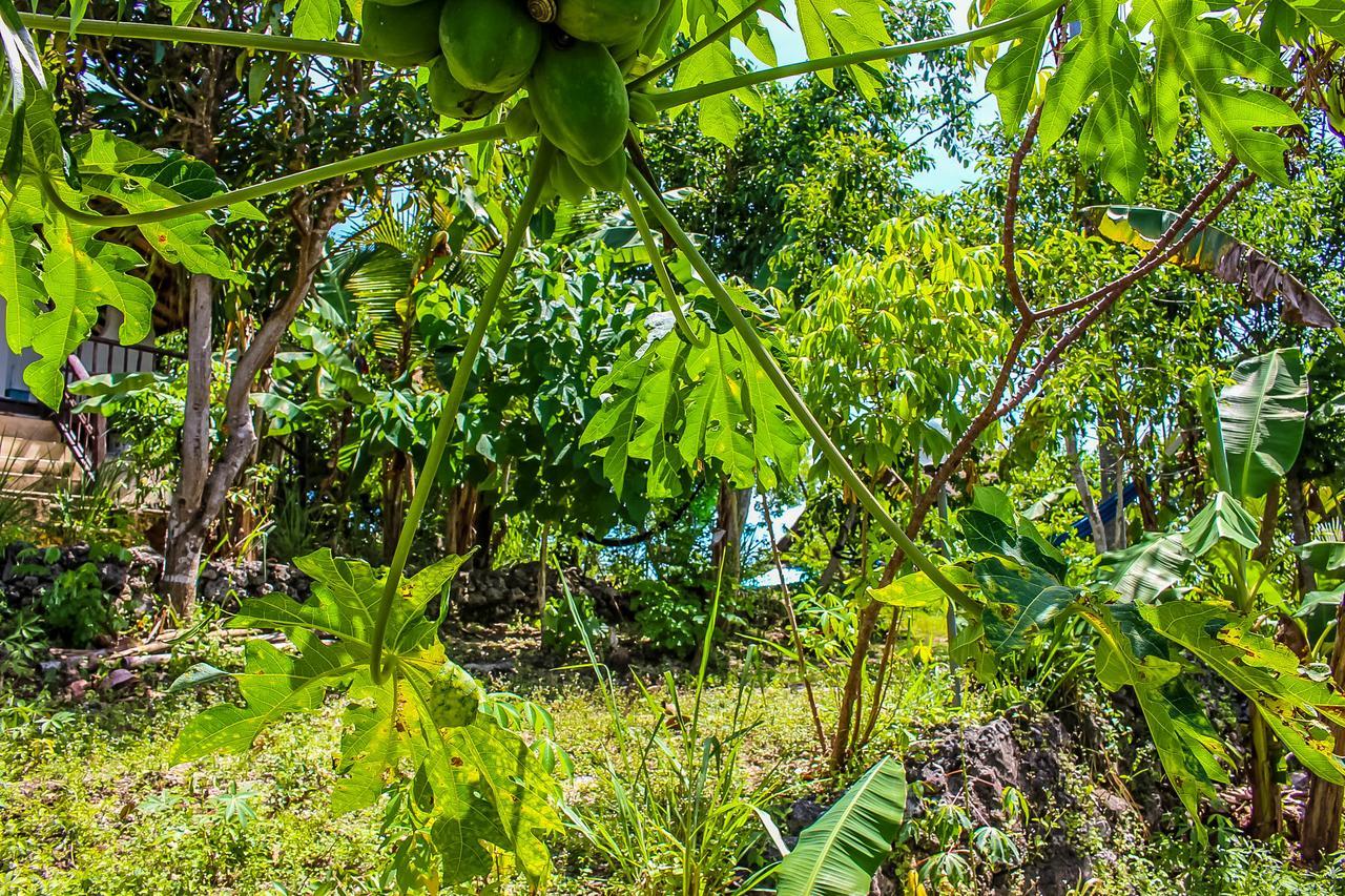 Echo Alam Nusa Lodge Ped Eksteriør bilde